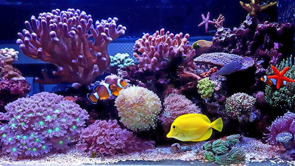 Magento 2 Migration for Bulk Reef Supply with B2B capabilities